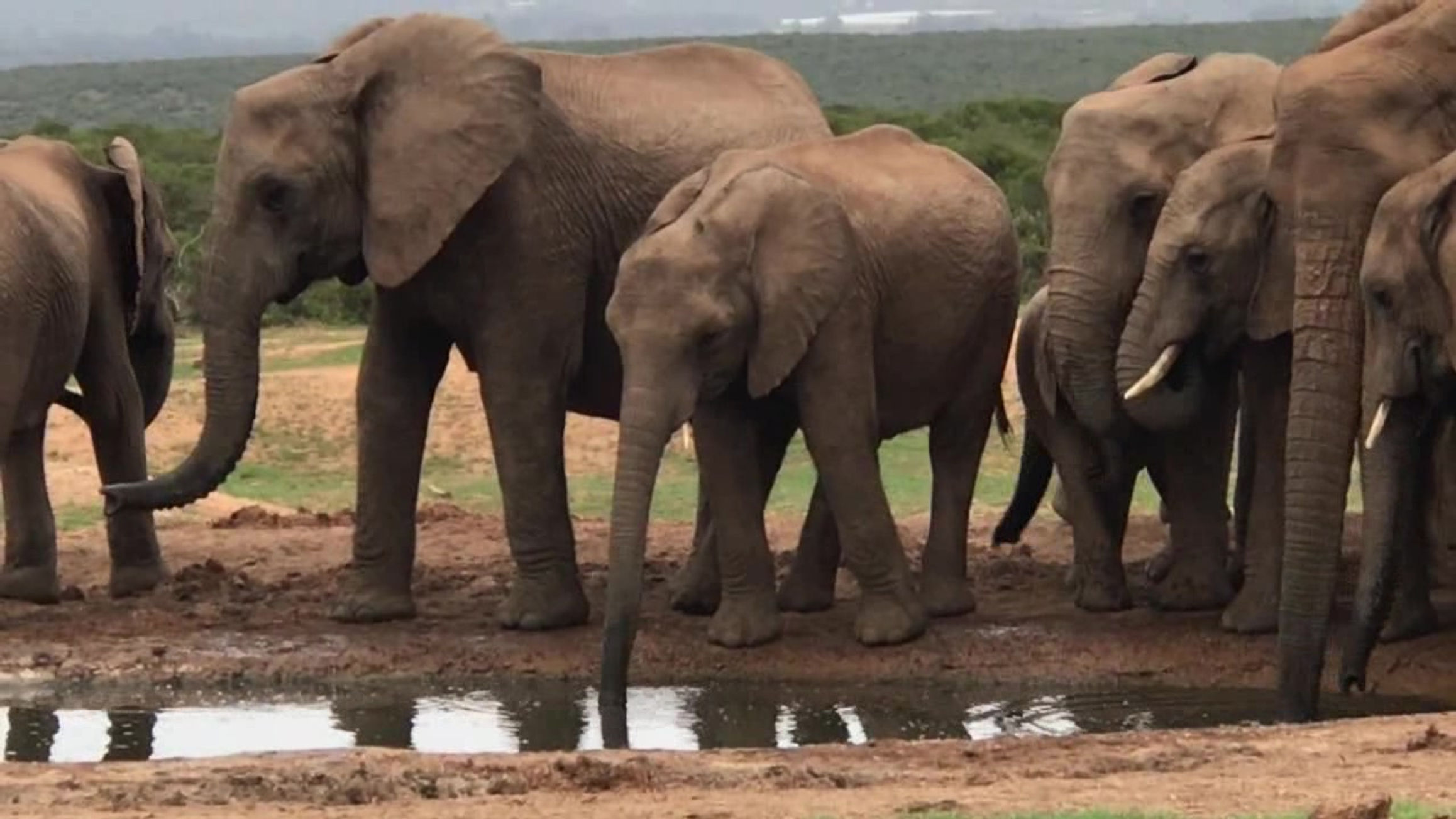 7. Addo Elephant Park (Day 20 to 22 - RSA 2017)